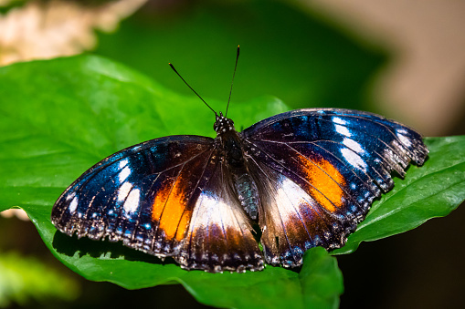 Eggfly butterfly - Hypolimnas bolina - black colour with coloured spots captured in Kuranda
