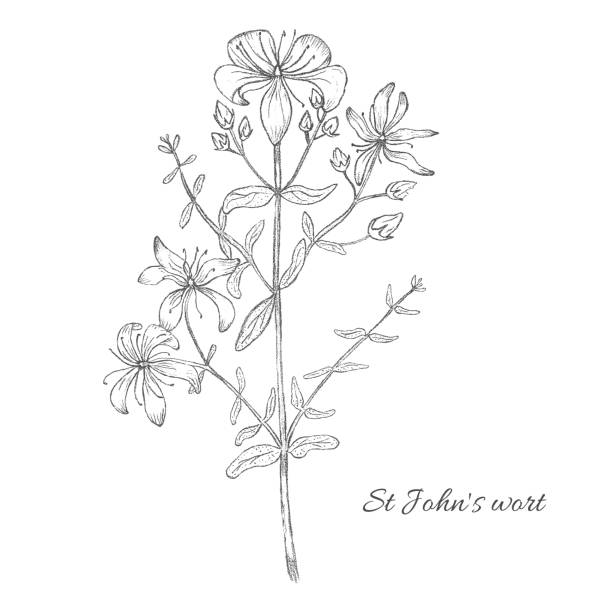 bleistift gezeichnet vektor illustration von st.johns wort - hypericum stock-grafiken, -clipart, -cartoons und -symbole