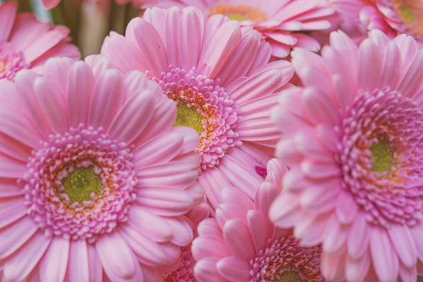 pink flower pasteltoned pink gerbera think pink from februar to october gerbera daisy stock pictures, royalty-free photos & images