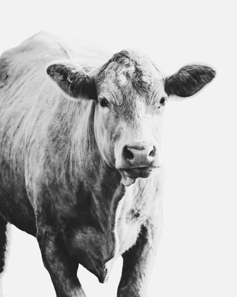 istock Black and white countryside cow 1271217823