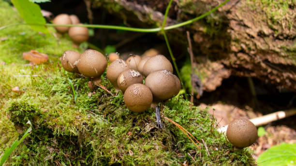 istock Raincoat mushroom (Lycoperdon) in the forest on an old rotten tree 1271217990