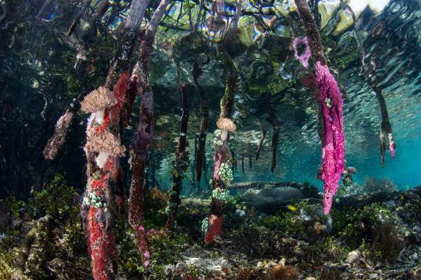 istock Colorful Invertebrates on Mangrove Roots 1271220220