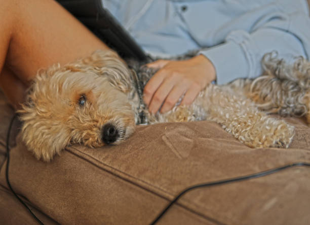 istock One 15 years old dog lying on the sofa at home. 1271220529