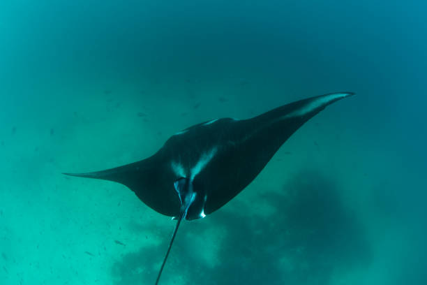 istock Manta Ray Cruising Over Cleaning Station 1271220537