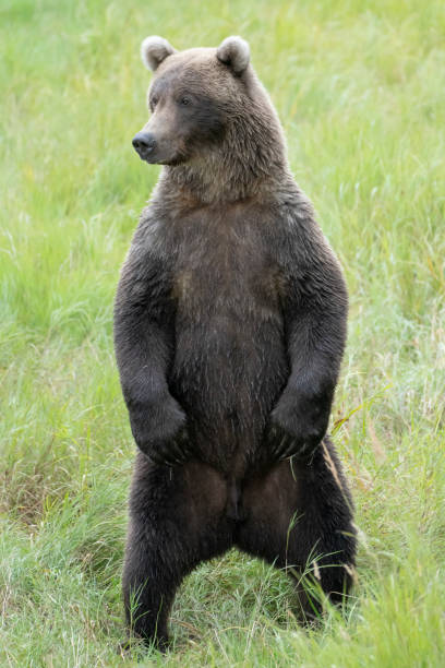 istock Large male Brown Bear standing on hind legs 1271222079