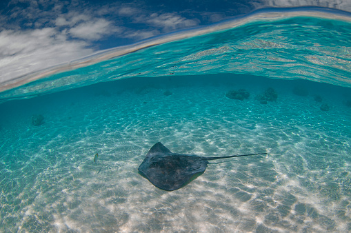 Giant manta ray (Manta birostris) floating underwater in the tropical ocean 