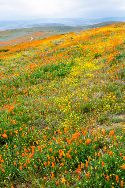Hillside with California Poppies in Antelope Valley Poppy Reserve, CA during 2019 super bloom. Field of vibrant California Poppies during the 2019 super bloom in the Antelope Valley Poppy Reserve, California. antelope valley poppy reserve stock pictures, royalty-free photos & images