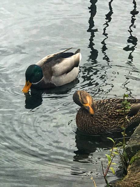 istock Ducks in the park 1271223684