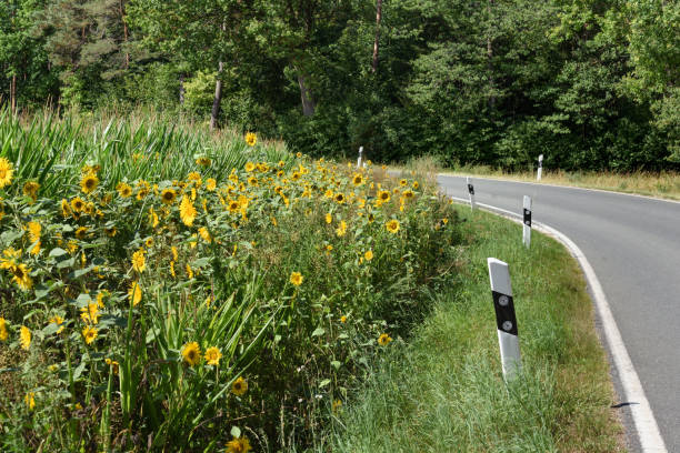 istock Sunflowers at a road 1271223693