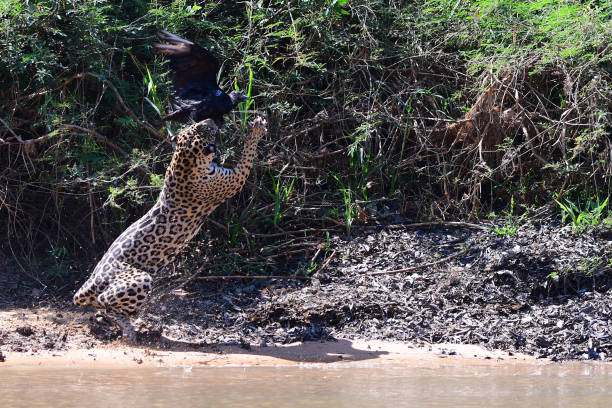 istock Pantanal Jaguar Attacks and Snatches Vulture In Mid-Air 1271224775