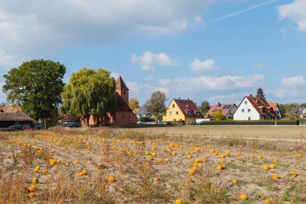 Pumpkin Harvest in Bavaria Germany