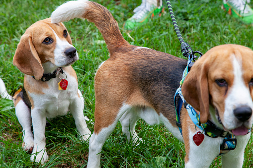 Close up of Beagle puppies on the grass in the park.