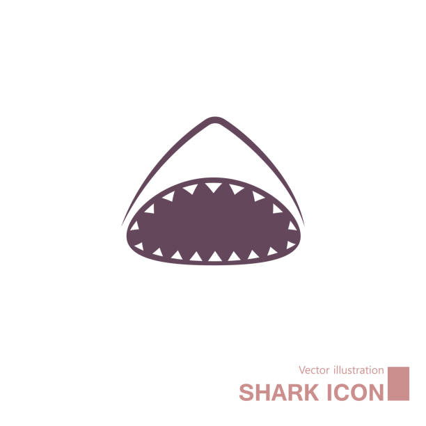 Vector drawn shark. Vector drawn shark, isolated on white background. tiger shark stock illustrations