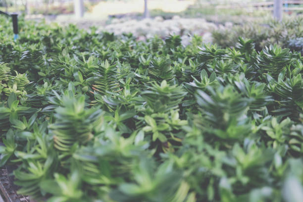growing crassula succulent plant in farm. echeveria plantation