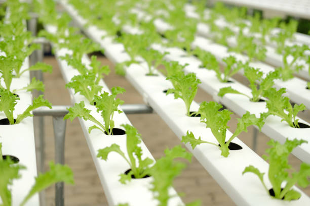 istock lettuce vegetable growing in plant nursery in hydroponics farm 1271230436