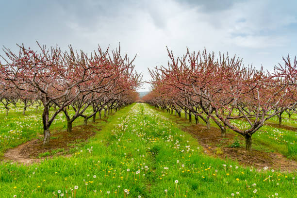 istock Fruit trees Blooming at farm, Ontario, Canada 1271230804