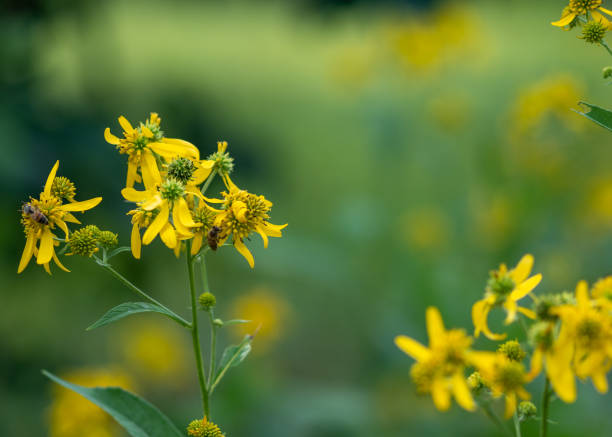 Bees on Flowers in the Prairie