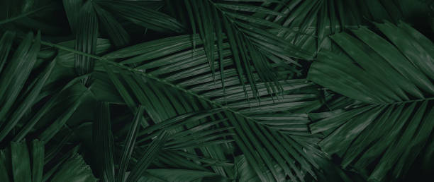 istock abstract green leaf texture, nature background, tropical leaf 1271235097