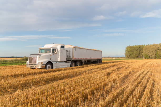 semi-camion bianco in un campo di guadagno - semi truck foto e immagini stock