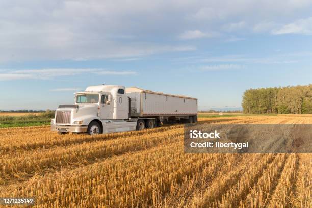 White Semi Truck In A Gain Field Stock Photo - Download Image Now - Truck, Agriculture, Cereal Plant