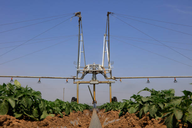 istock Self propelled high gap sprayer sprayer in field, North China 1271237380