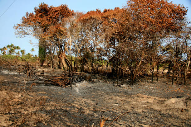 istock vegetation fire in bahia 1271239327