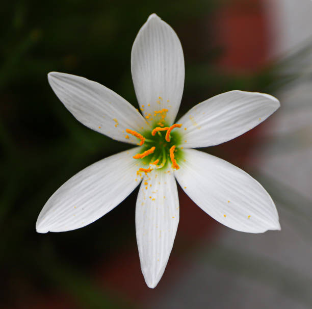 istock Saffron or white Kesar flower 1271240157