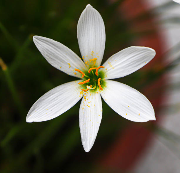 Saffron or white Kesar flower