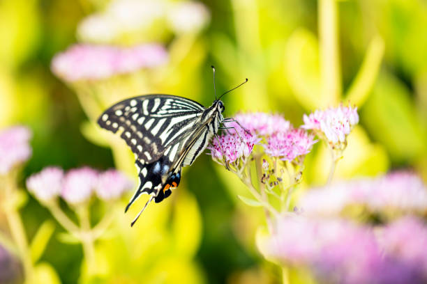 Two Zebra Longwing butterflies on a Coneflower