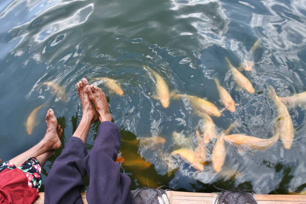 istock fish farming in artificial ponds 1271243355