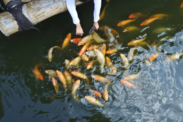istock fish farming in artificial ponds 1271243449