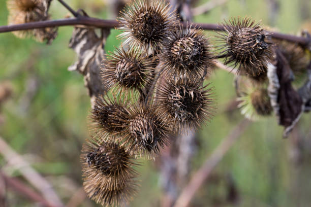 istock Arctium minus, lesser burdock dried flowers 1271243533
