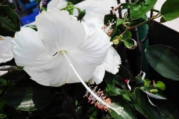 istock White Hibiscus flowers 1271243562
