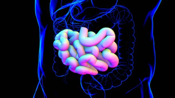 istock Small Intestine 3D Illustration Human Digestive System Anatomy 1271245021