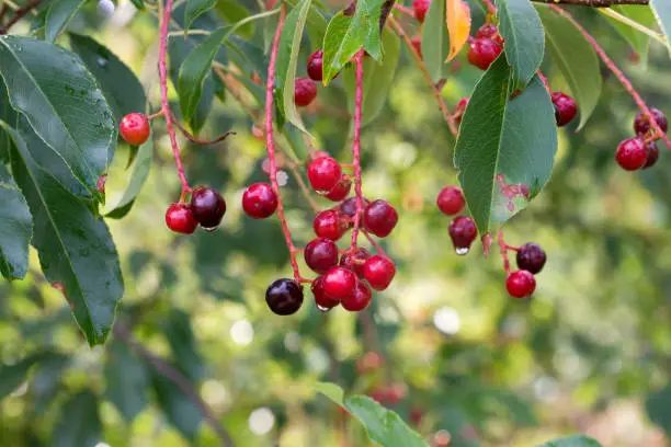 prunus padus berries on twig closeup