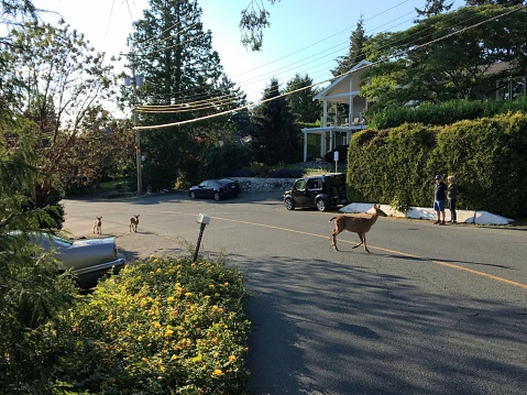 Brentwood Bay, British Columbia, Canada - July 5th, 2020: A mother deer and her fawns walking across a residential street with people watching in Brentwood Bay, Vancouver Island, Canada.