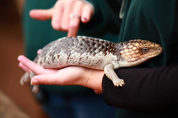 istock Northern blue-tongue lizard 1271249300