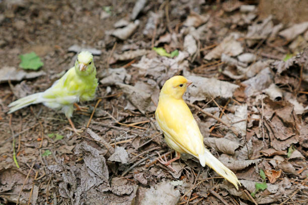 White jade birds in the natural state