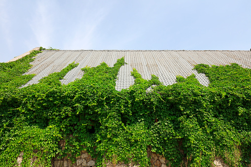 Parthenocissus on the roof