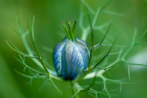 Beautiful closeup of black caraway flower bud (Nigella sativa) on a blurred green garden background