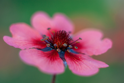 Flower of Potentilla nepalensis, common name Nepal cinquefoil, is a perennial plant species in the genus Potentilla. Art photograhy, selective focus