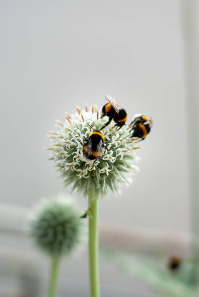 istock Bumble bee on flower head 1271251102