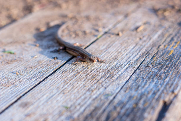 istock Small lizard on a wooden board 1271251147