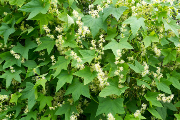 istock Blooming liana Echinocystis. Green natural background. Pattern. 1271252012