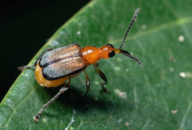 istock Macro Photo of Orange Weevil on Green Leaf 1271253321