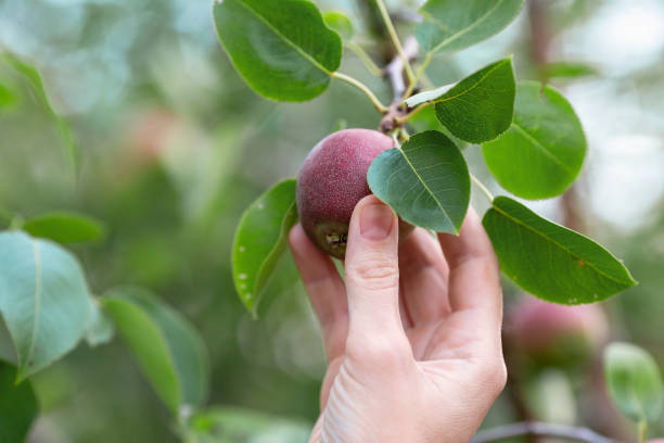 istock Human hand plucks a ripe red pear from a tree branch, close up, selected focus. 1271253439
