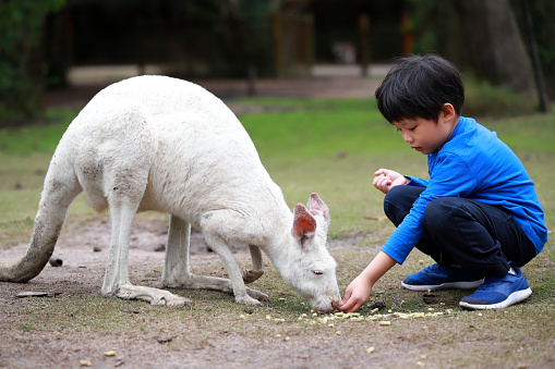 Portrait of a little Asian boy feeding a kangaroo in the wildlife park