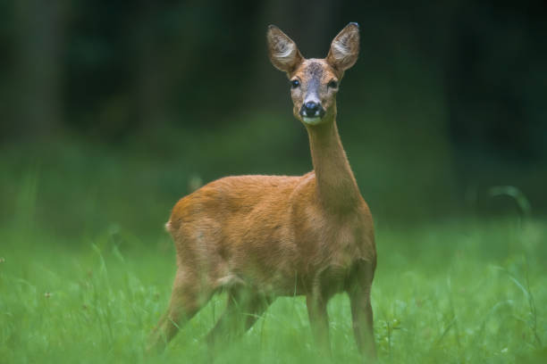 istock a young female deer on the green meadow 1271254155