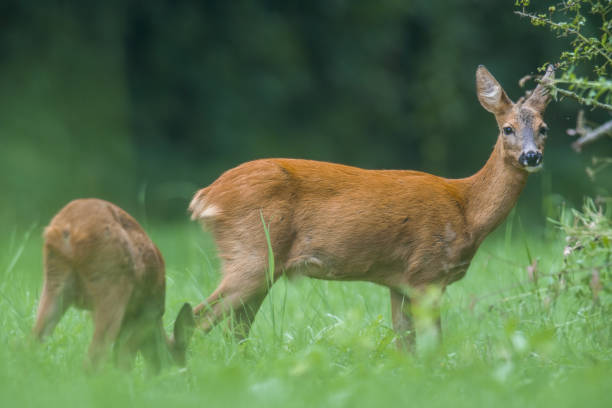 istock a young female deer on the green meadow 1271254183