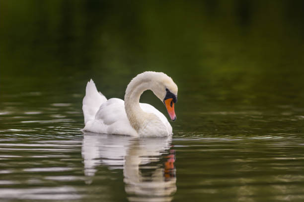 istock a Young swan swims elegantly on the pond 1271256268